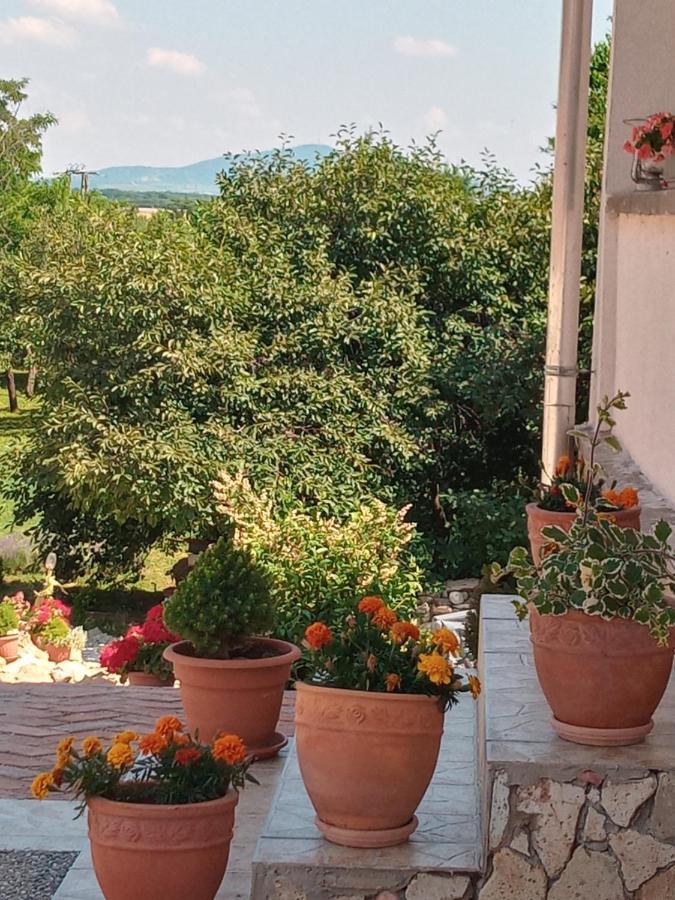 Tokaj Hill Panorama Guesthouse Szerencs Zewnętrze zdjęcie