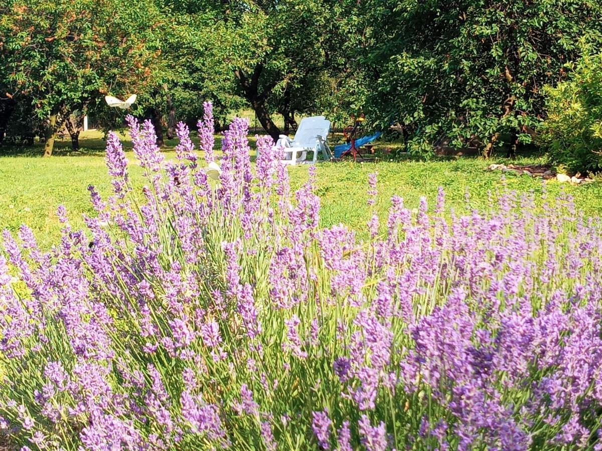 Tokaj Hill Panorama Guesthouse Szerencs Zewnętrze zdjęcie