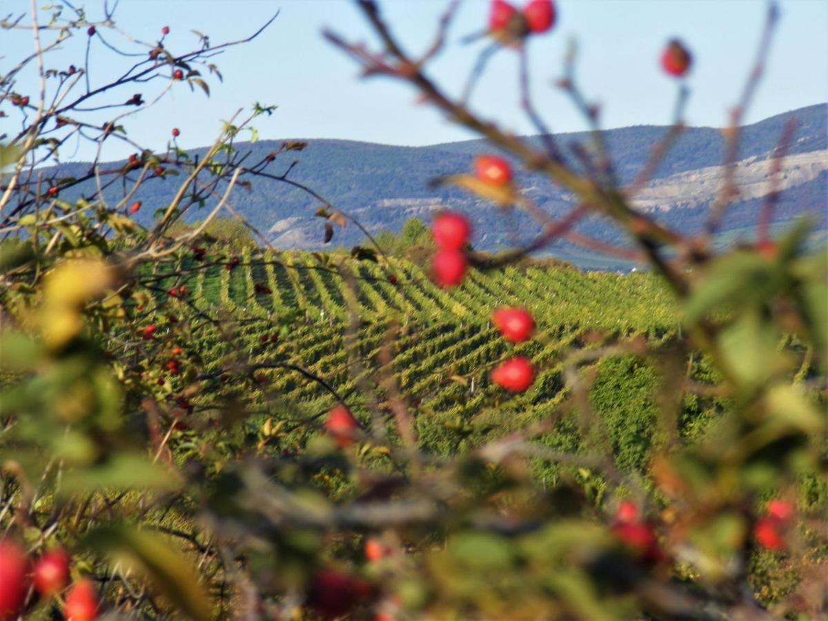 Tokaj Hill Panorama Guesthouse Szerencs Zewnętrze zdjęcie