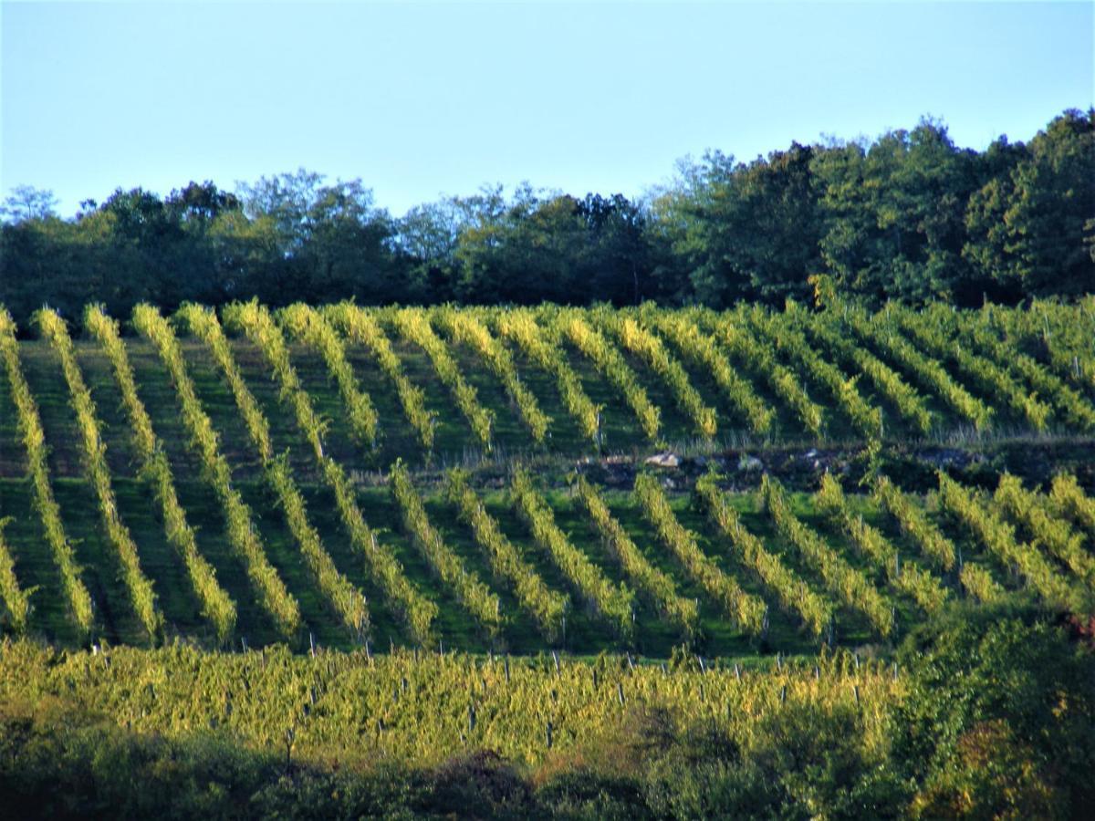Tokaj Hill Panorama Guesthouse Szerencs Zewnętrze zdjęcie
