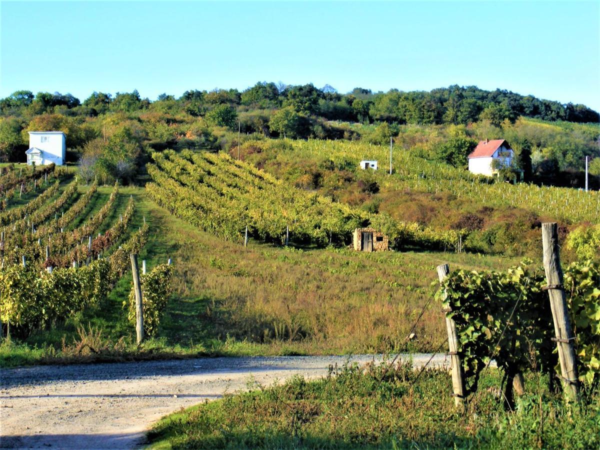 Tokaj Hill Panorama Guesthouse Szerencs Zewnętrze zdjęcie